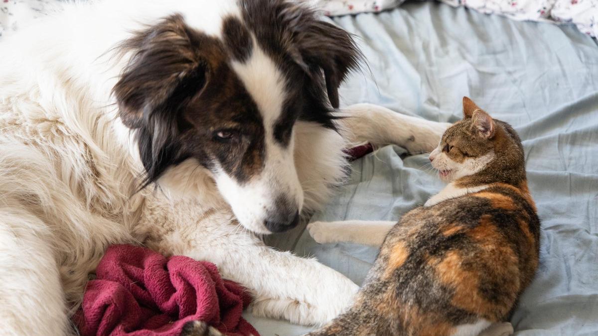¿Pueden compartir el mismo techo un perro y un gato?