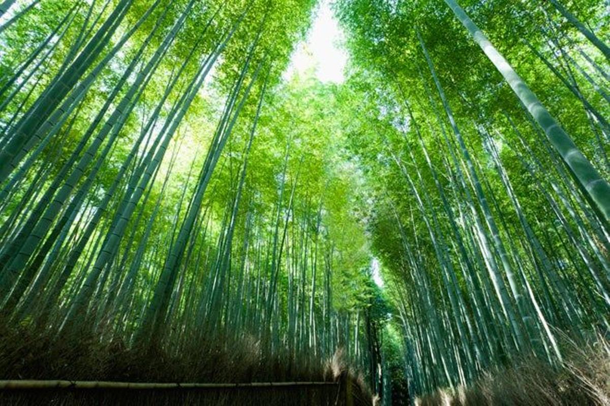 Bosque de bambú en la perfectura de Kioto.