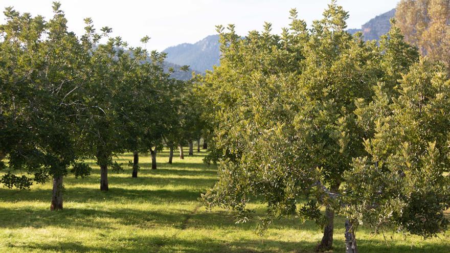 FOTOS | Algarrobos en Mallorca