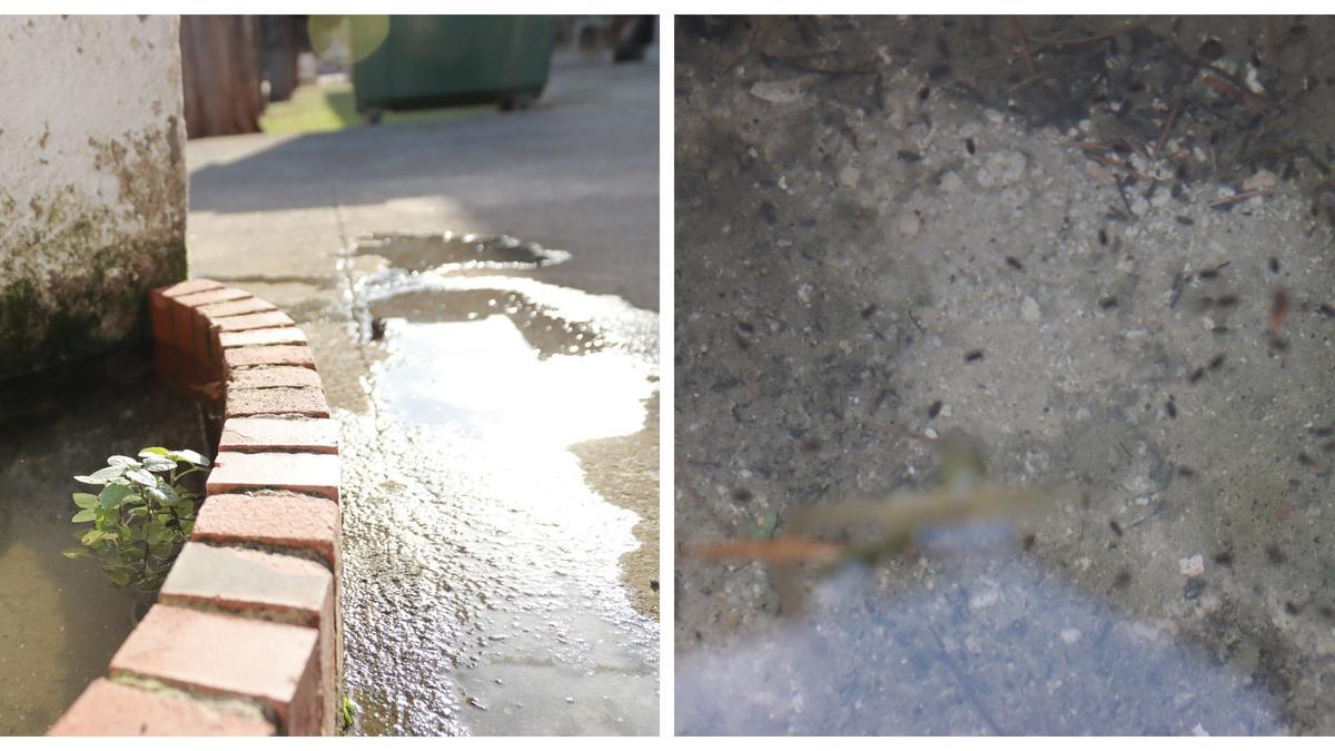 Larvas en una pequeña charca del cementerio de Vila-real.