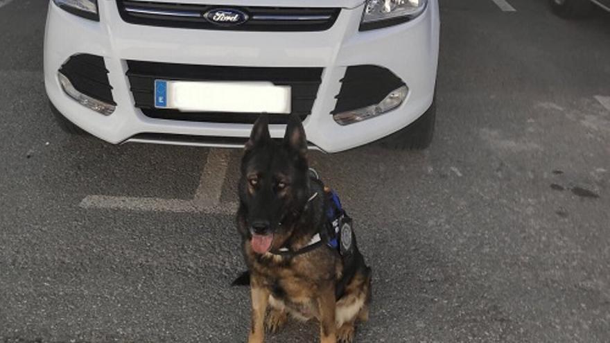 Muere Neta, la primera perra policía de Formentera