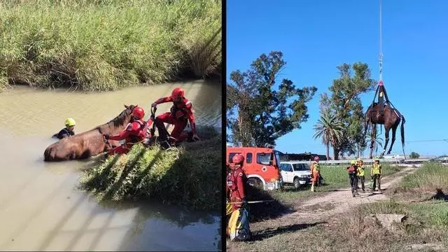 Espectacular rescate en helicóptero de un caballo atrapado en un estanque de Cullera