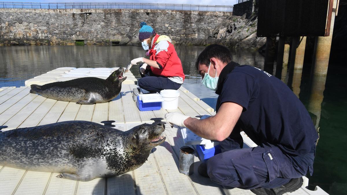 Trabajadores del Aquarium alimentando a las focas.