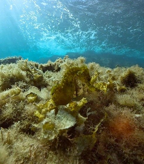 FOTOS | Así han liberado 70 cabaillotos de mar en Mallorca