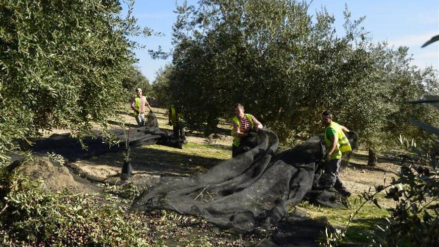 La Agencia del Aceite confirma la gran caída de cosecha en Córdoba