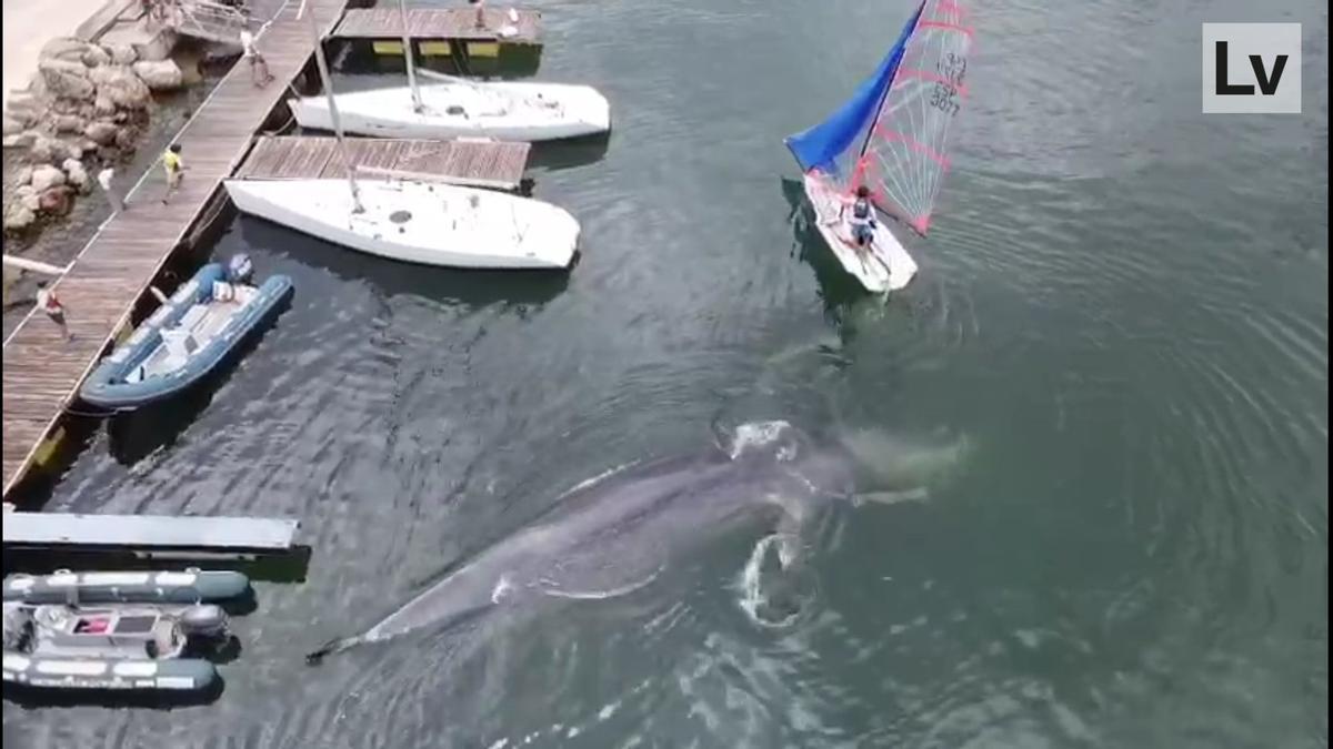 La espectacular imagen de una ballena en el Club Náutico de València, desde el aire