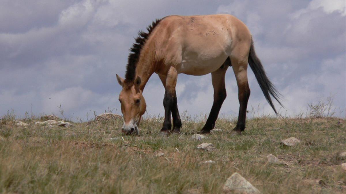 Un caballo de Przewalski en la actualidad. Un caballo de Przewalski en la actualidad.