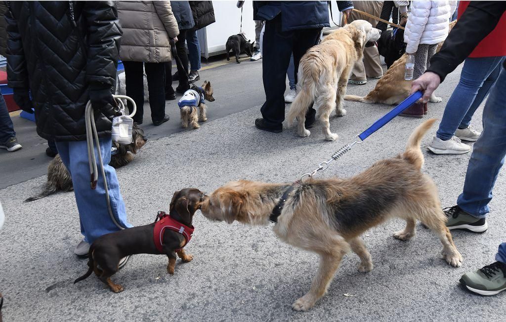 Así ha sido la bendición de animales por San Antón en Murcia