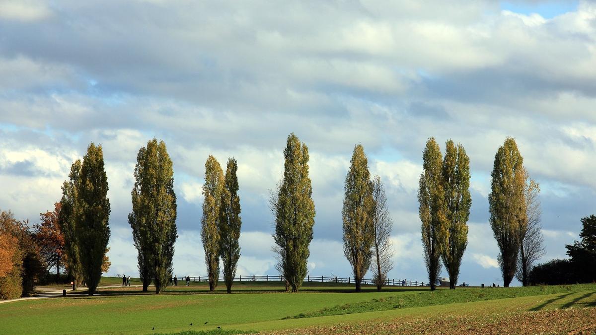 Logran acelerar el proceso de floración de los árboles mediante ingeniería genética