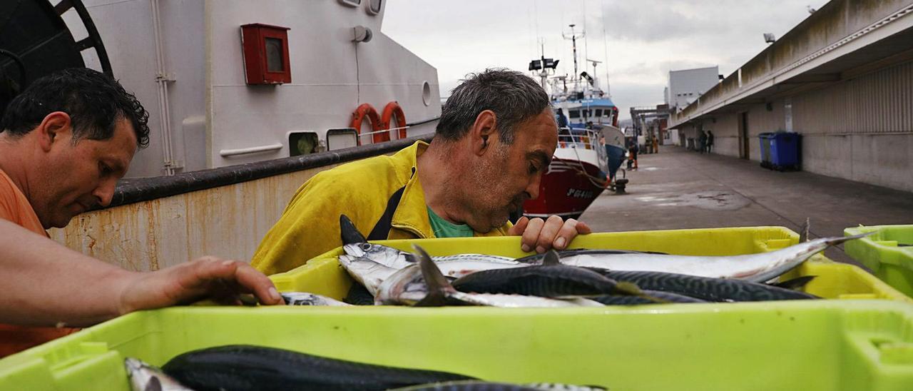 Dos marineros descargan xarda en el muelle pesquero de Avilés.