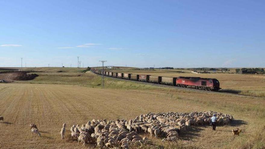 Zamora, única capital con AVE de la región que no tiene tren a Madrid a primera hora