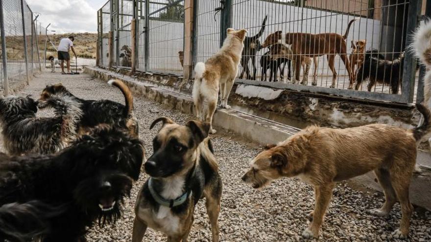 El perro rescatado por la policía de Pinoso ya se encuentra en la protectora de Elda