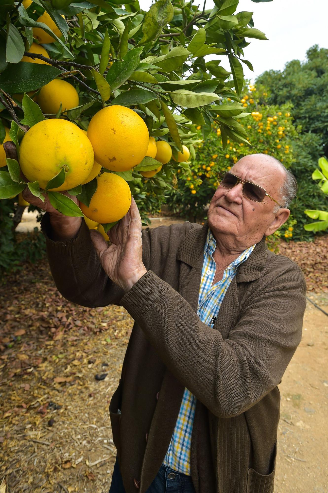 José Medina Rodríguez, en su finca de El Ejido