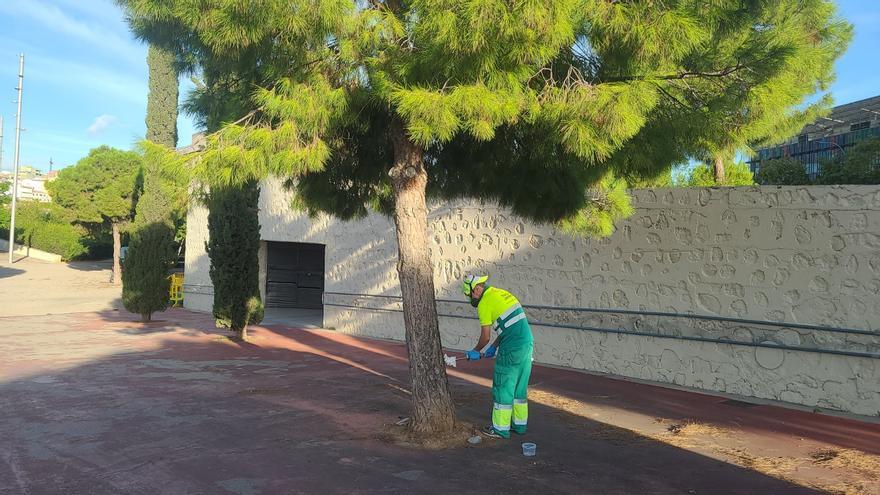 El Ayuntamiento de Palma destina 150.000 euros a prevenir la procesionaria del pino