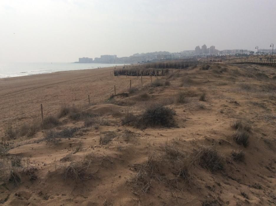 El Ayuntamiento de Torrevieja aprueba integrar casi 5 hectáreas de dunas y playa en el parque municipal del Molino del Agua