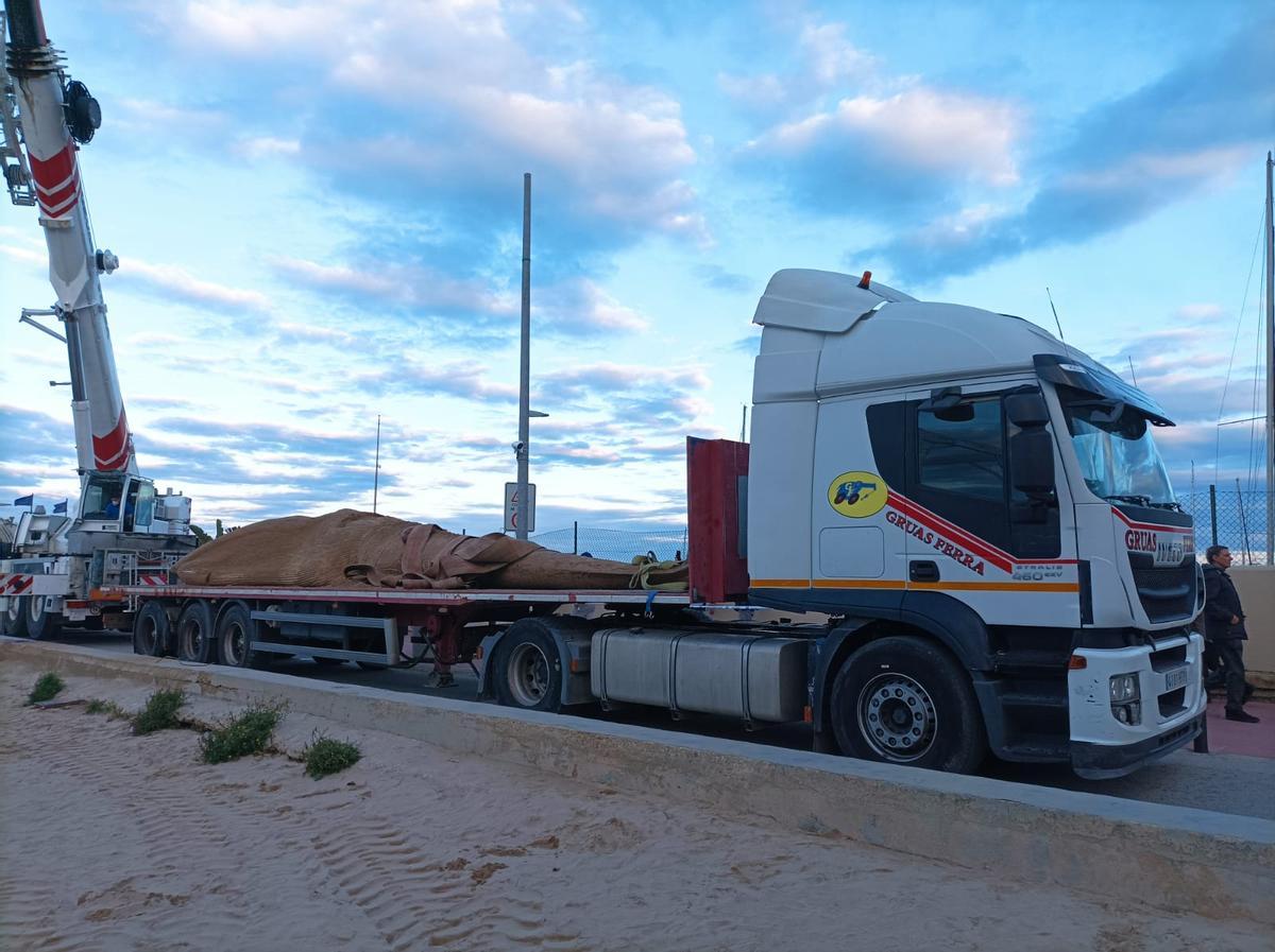 El cadáver de la ballena, en el camión que se la llevó de la playa de Gandia.