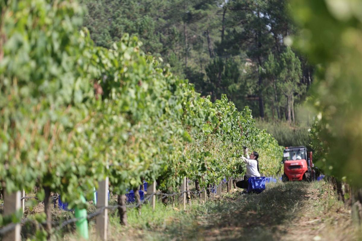 La vendimia iniciada esta mañana en Bodegas Santiago Ruiz (O Rosal). La vendimia iniciada esta mañana en Bodegas Santiago Ruiz (O Rosal).