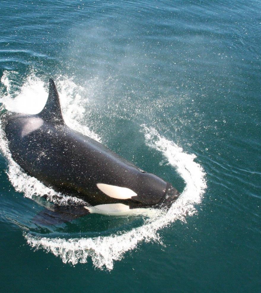 Las orcas del Estrecho atacan de nuevo y hunden su primer velero de la temporada
