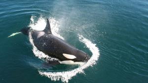 Las orcas del Estrecho vuelven a acosar a veleros