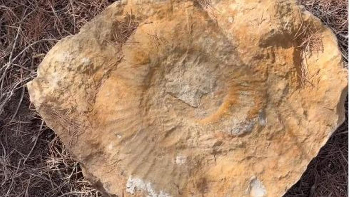 Screenshot from the video showing the rock with the giant fossil.