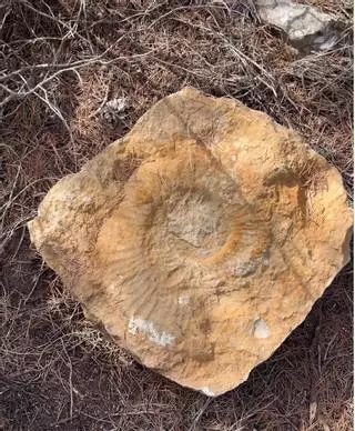 Hallada una posible caracola fósil gigante en una montaña de Ibiza