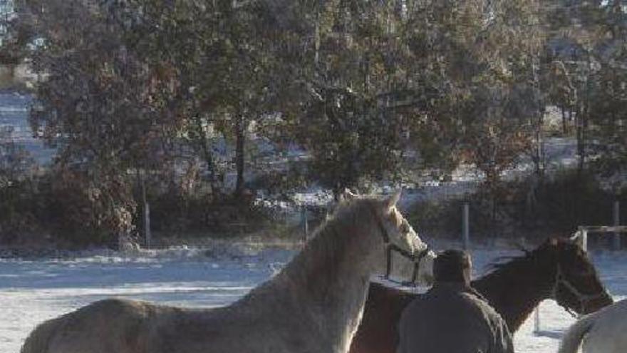 Ricardo Magarzo atiende a algunos caballos sobre la nieve caída ayer.