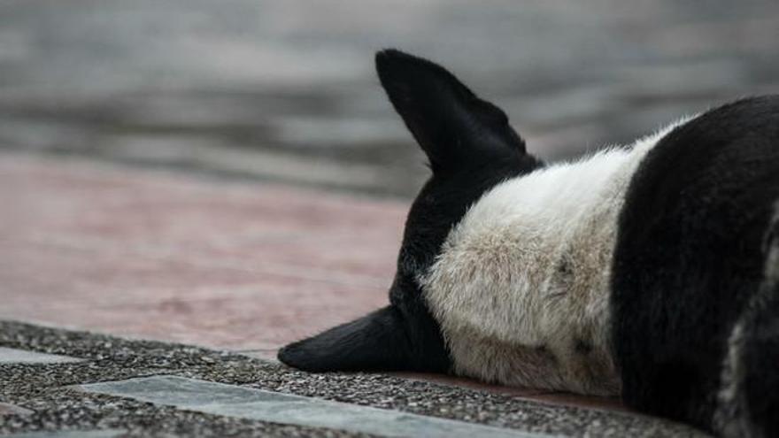 La emotiva petición veterinaria a dueños de mascotas que van a morir