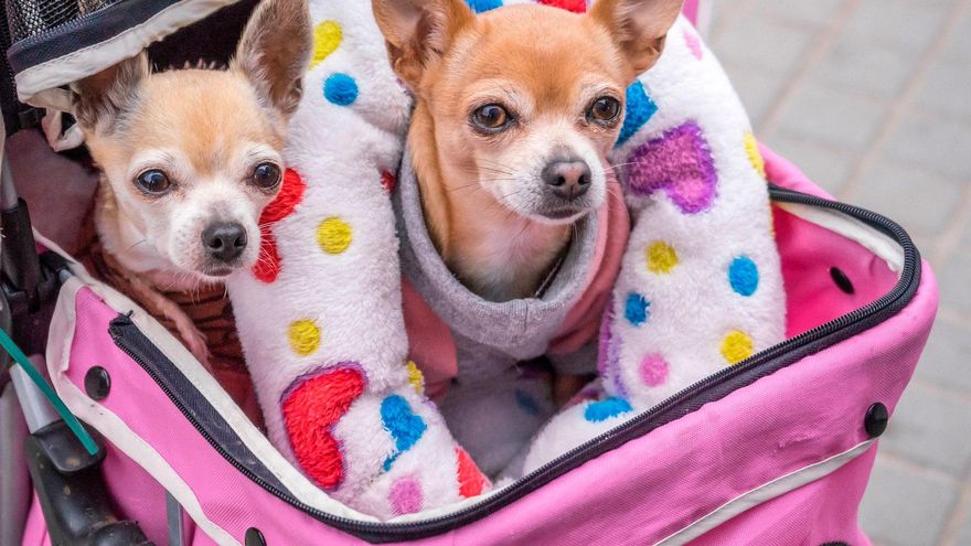 Los propietarios de perros tendrán que desembolsar este dinero tras aprobarse la nueva ley del Gobierno