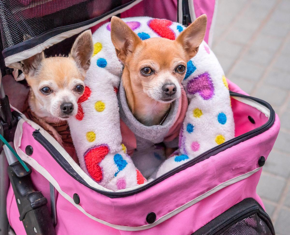 Los perros afectan al medio ambiente por varias vías