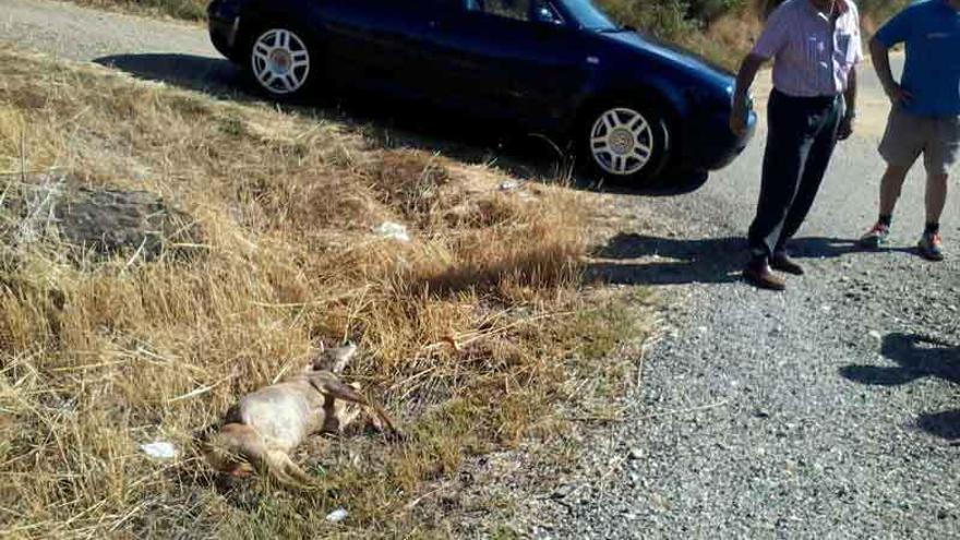 Vista del ciervo muerto tendido en la cuneta.