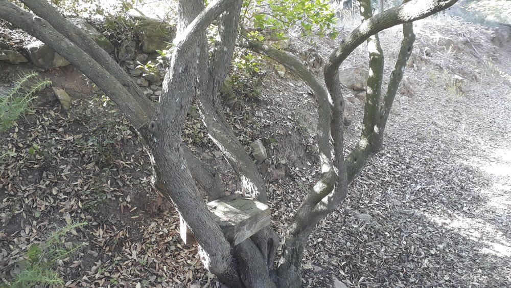 Curiós. Sempre va bé trobar un lloc per reposar quan un surt a córrer o a fer una caminada pel bosc. Un raconet per recuperar forces.