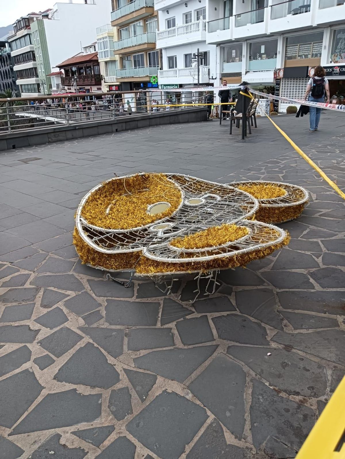 Oso 'decapitado' en Puerto de la Cruz