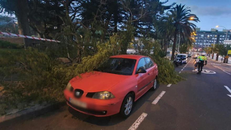 Caída de un árbol sobre un coche en la avenida Madrid de Santa Cruz de Tenerife.