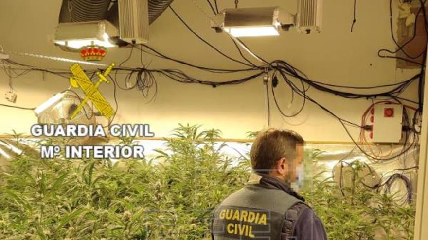 Detenido por maltrato animal y por tener un laboratorio de marihuana en Oliva