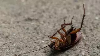 Alertan de que este verano España se enfrenta a una plaga de 'súper cucarachas'
