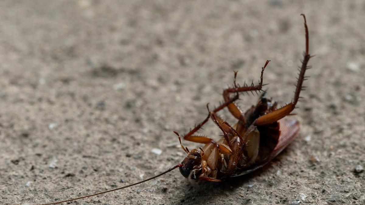 Alertan de que este verano España se enfrenta a una plaga de 'súper cucarachas'