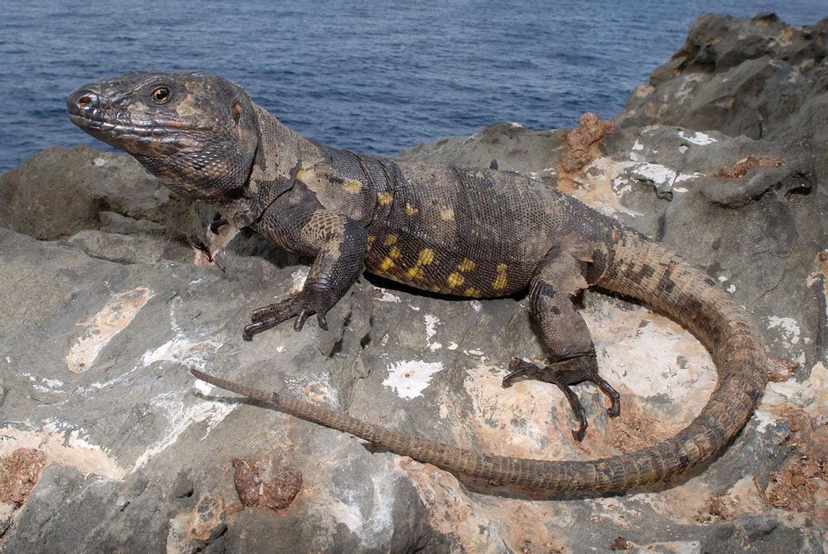 Lagarto gigante de La Gomera