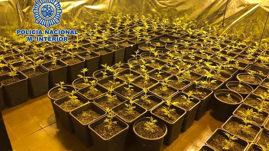 Detenida una persona con más de 260 plantas de marihuana en Córdoba