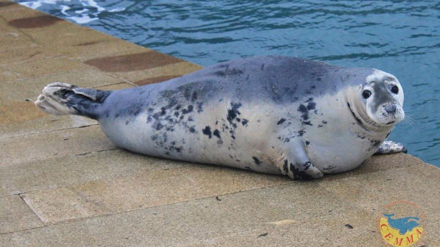 Muere Doqui, la foca que veraneó en Vigo