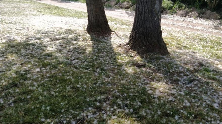 Arranca en Zamora la peor temporada para los alérgicos: llega el polen de gramíneas