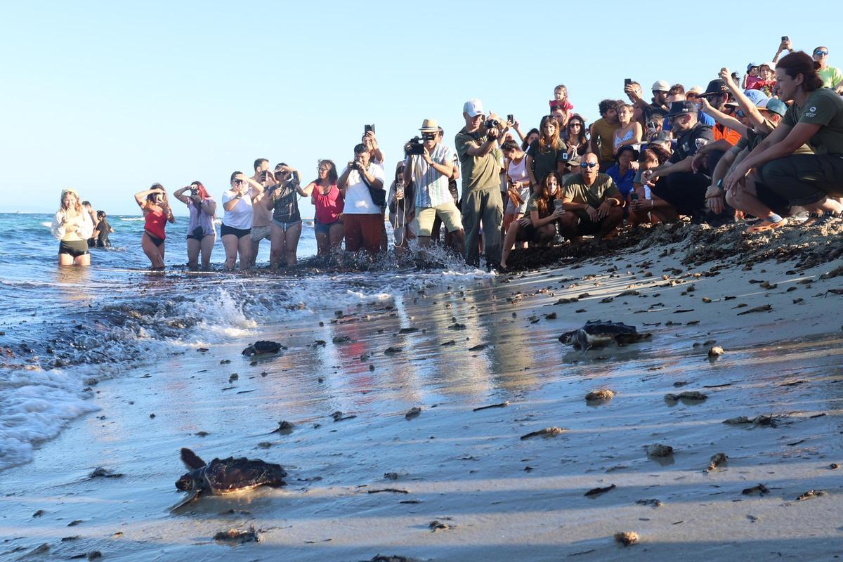 Las tortugas de Ibiza vuelven al mar tras un año Las tortugas de Ibiza vuelven al mar tras un año