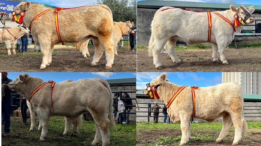Las ganaderías cacereñas copan los ganadores del concurso morfológico de la Asociación Nacional de Charolés