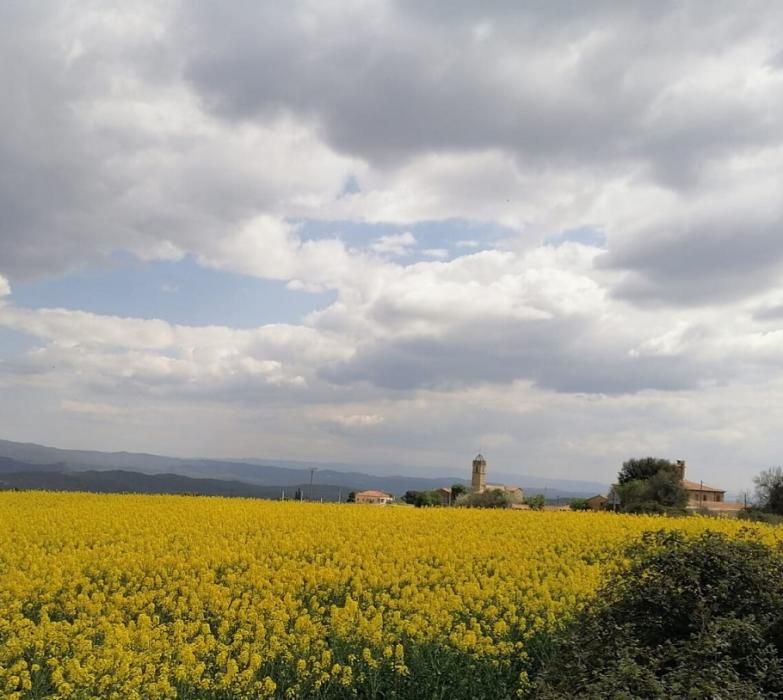 Església de Sant Miquel, a Viver, envoltada de camps grocs.