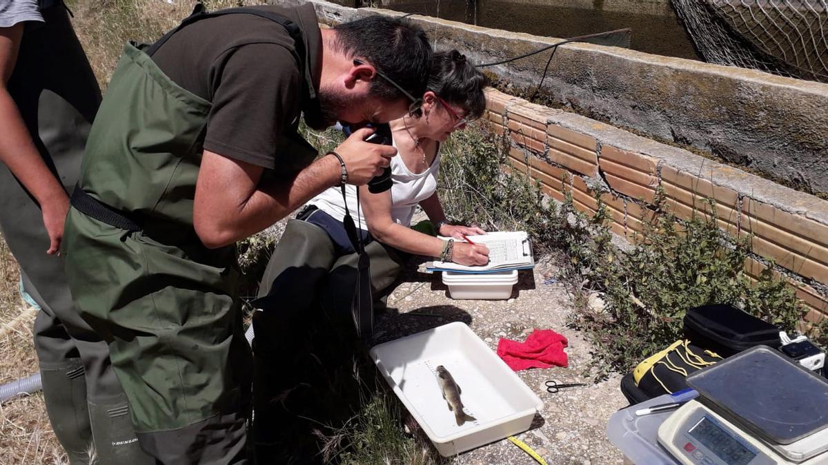 La bióloga Anna Nebot trabaja en las instalaciones de la piscifactoría cogiendo muestras para analizar genéticamente sus truchas.