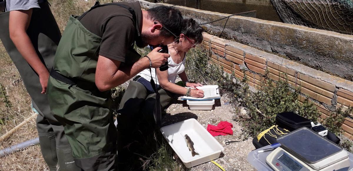 La bióloga Anna Nebot trabaja en las instalaciones de la piscifactoría cogiendo muestras para analizar genéticamente sus truchas.