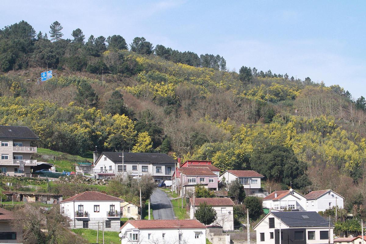 Los montes de la periferia de Ourense están repletos de mimosas, que han florecido en las últimas semanas.