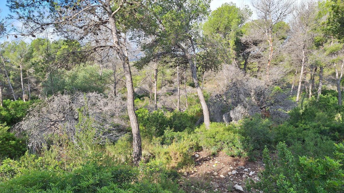 Las pinadas que se salvaron del fuego han reverdecido tras las lluvias de esta primavera, pero están repletas de pinos muertos y desplomados