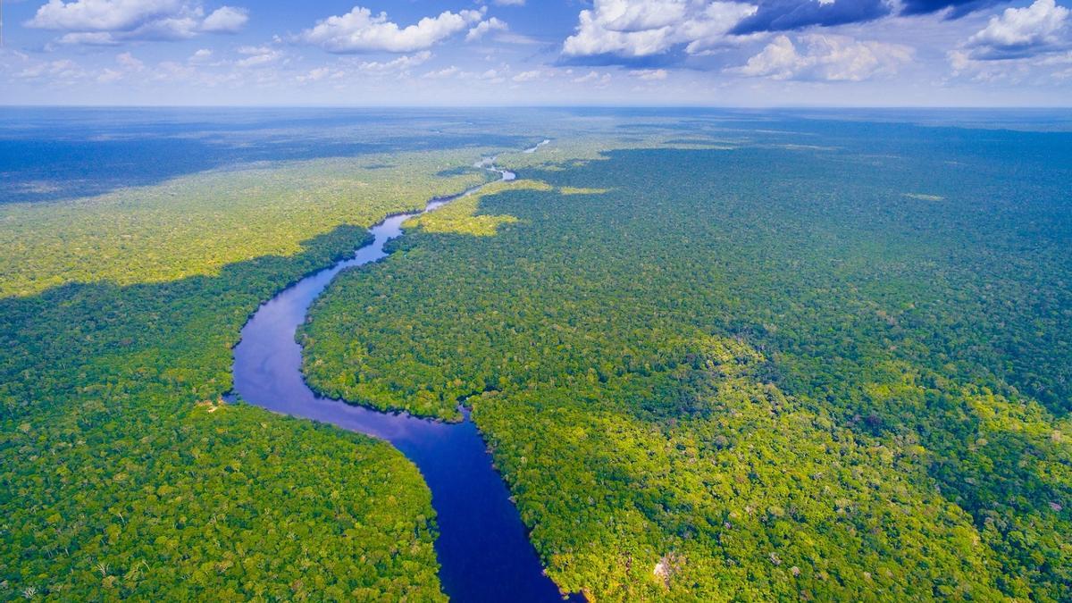 Bosques de la Amazonía brasileña