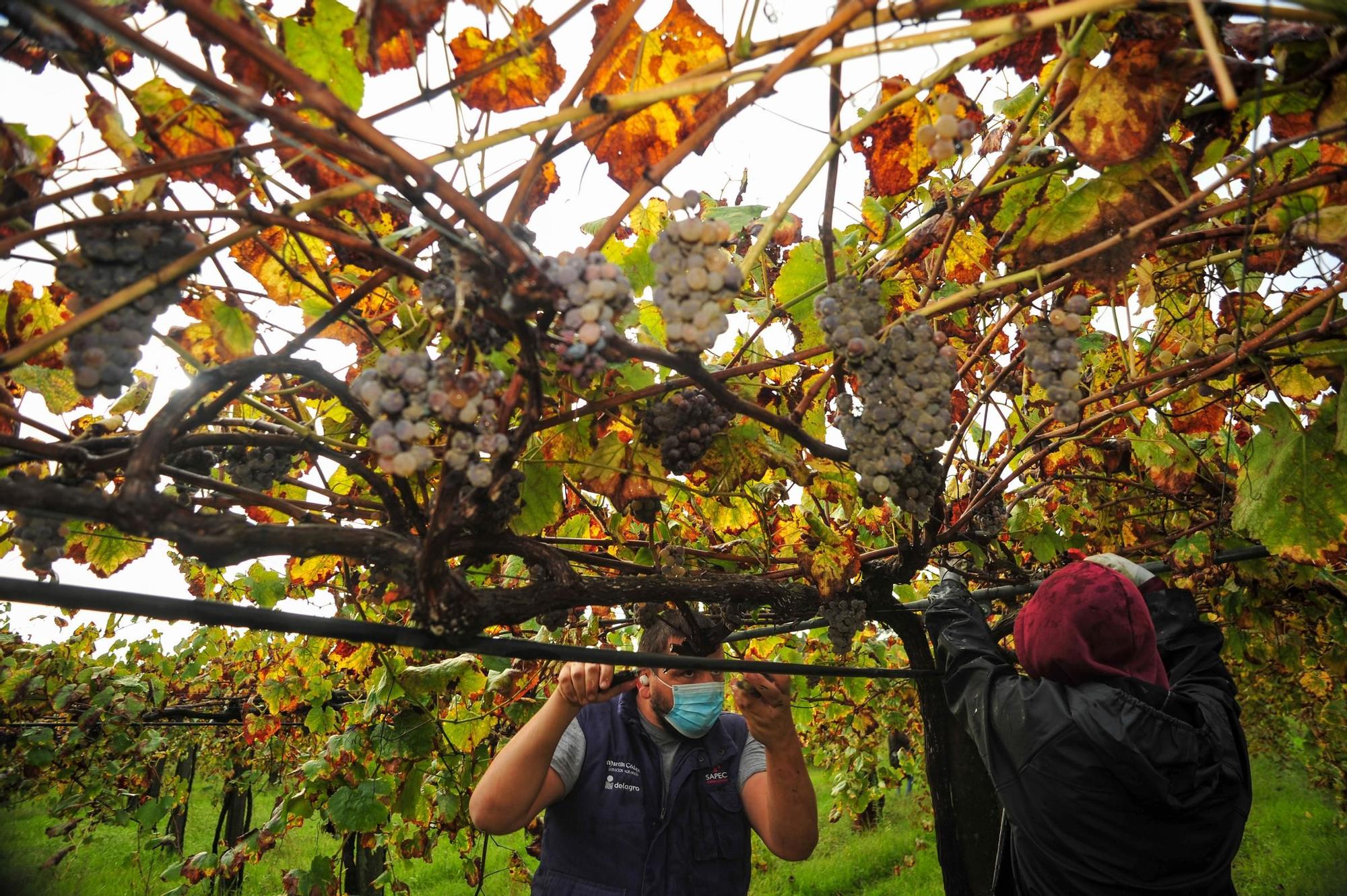 Vendimia tardía de la bodega Martín Codax