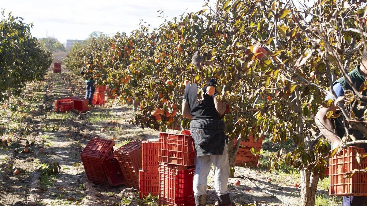 Un grup de collidors recol·lecta caquis en un camp de Carlet, en una imatge d’arxiu